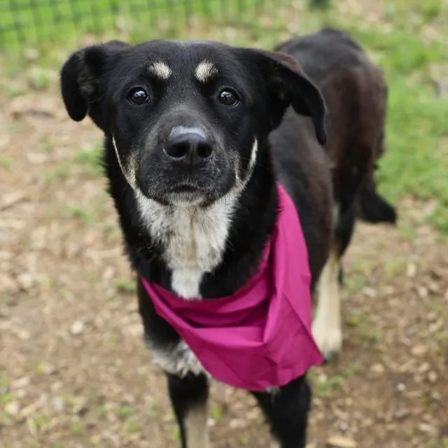 An adult medium-sized female German Shepherd Dog dog named Estralla for adoption in San Antonio, TX