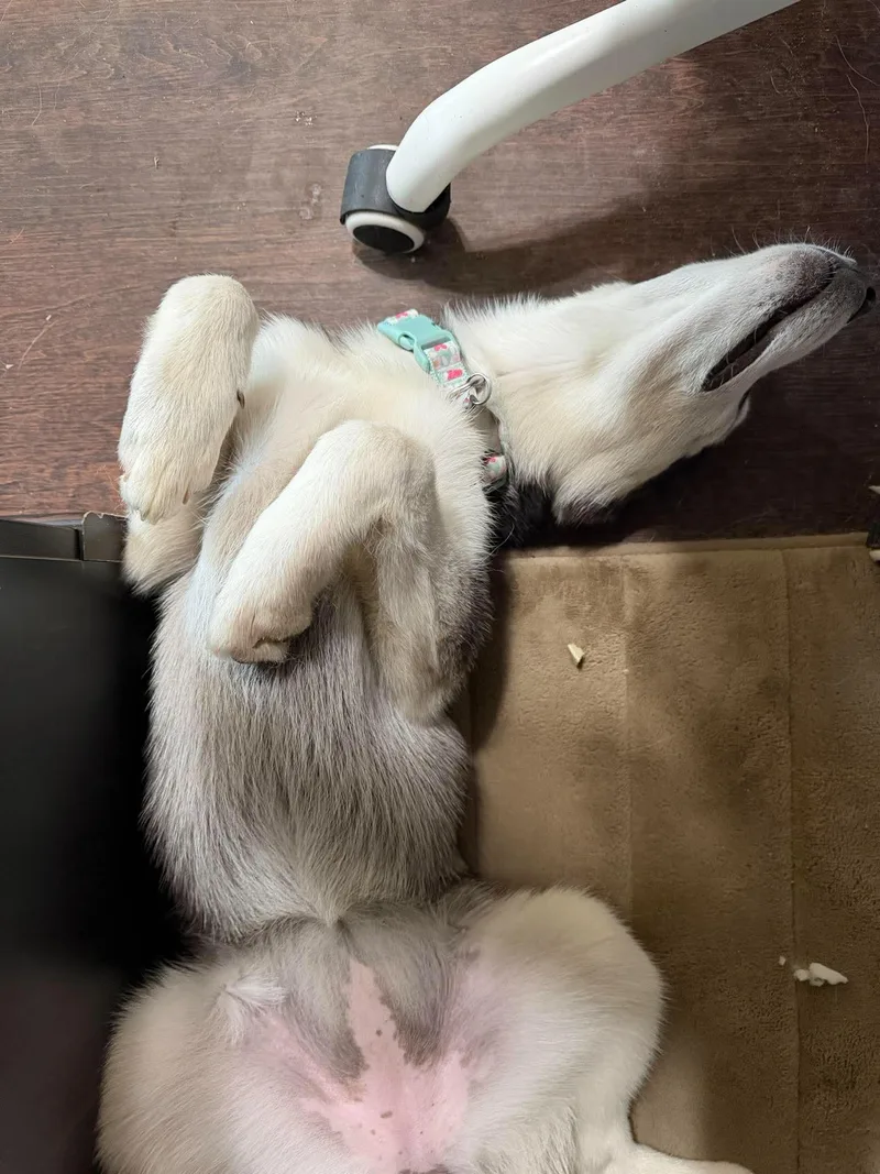 A baby medium-sized female Siberian Husky dog named Emily for adoption in Carrollton, TX