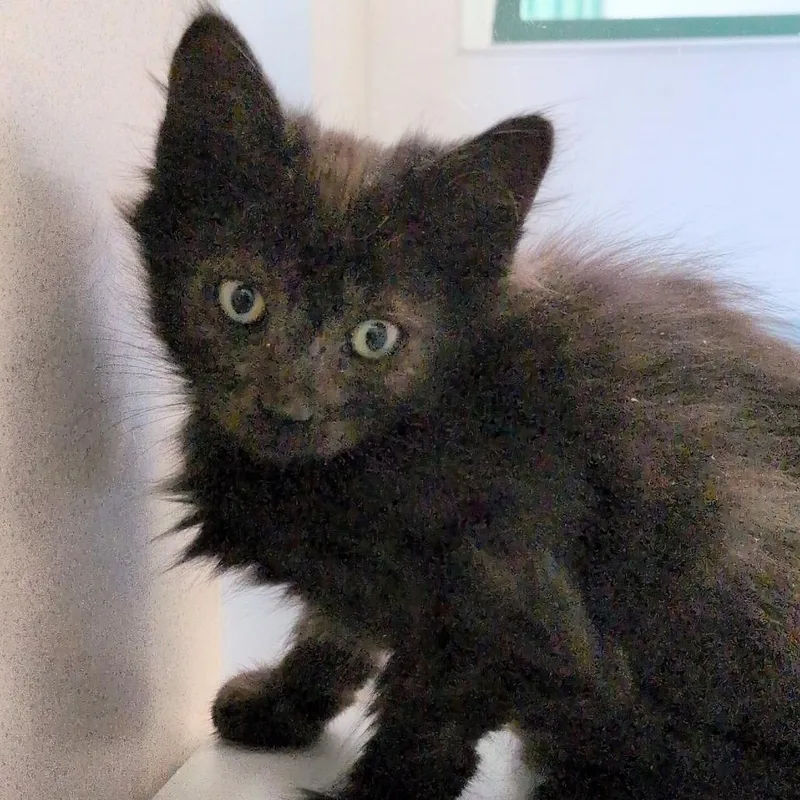 A baby small-sized male Black Domestic Medium Hair cat named Narwhal for adoption in Reno, NV