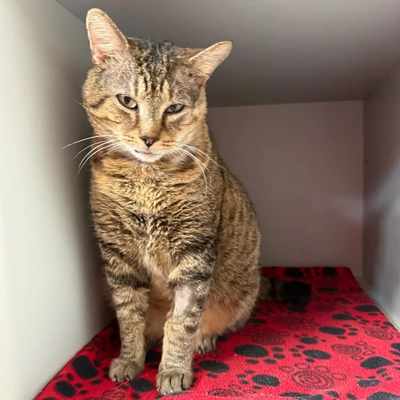 An adult extra large-sized male Brown / Chocolate Domestic Short Hair cat named Romeo for adoption in Sarasota, FL
