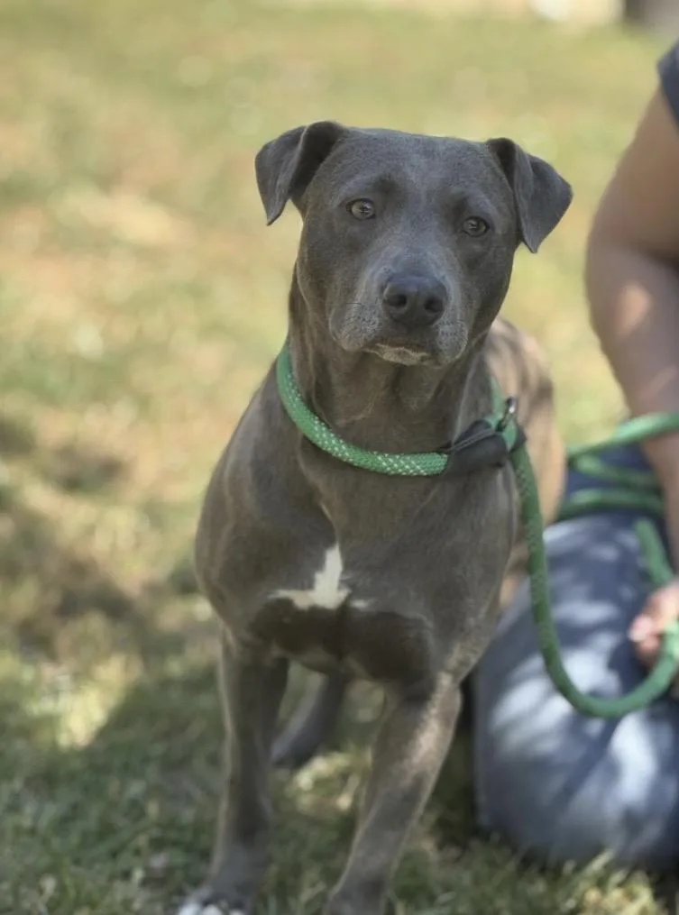 A young medium-sized female Blue Lacy dog named Lacy for adoption in Richmond, VA