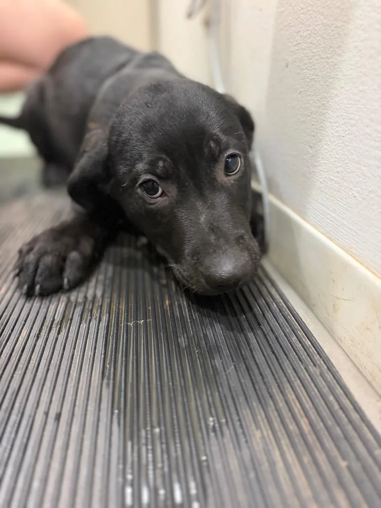 A baby medium-sized female Mixed Breed dog named Penny for adoption in Danielsville, GA