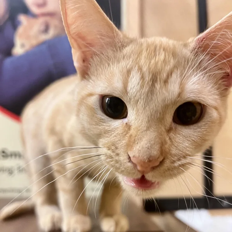 A baby medium-sized male Orange / Red Domestic Short Hair cat named Lou very cuddly for adoption in Austin, TX
