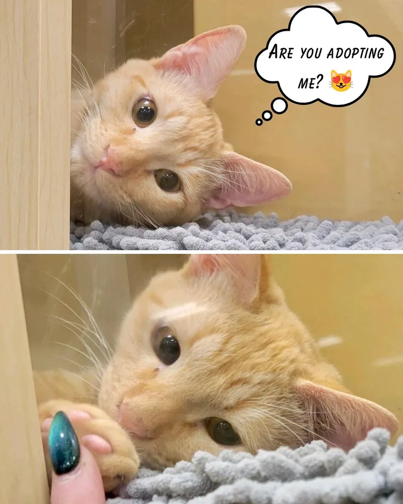 Lou  very cuddly thumbnail 4
