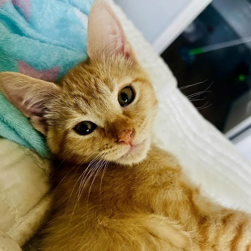 Lou  very cuddly thumbnail 5