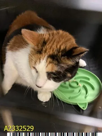 An adult medium-sized female Domestic Short Hair cat named Heidi for adoption in West Palm Beach, FL