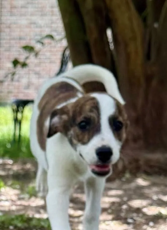 A baby medium-sized female Tricolor (Brown, Black, & White) Rhodesian Ridgeback dog named Shania for adoption in Syracuse, NY