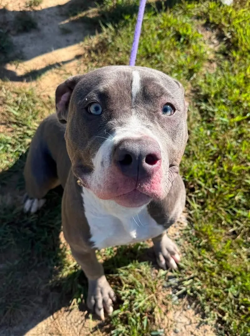 A young large-sized female Gray / Blue / Silver Pit Bull Terrier dog named Luna for adoption in Manassas, VA