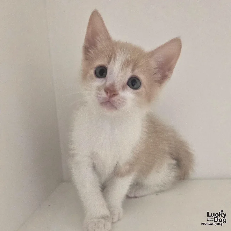 A baby medium-sized male Orange & White Domestic Short Hair cat named Kona for adoption in Washington, DC