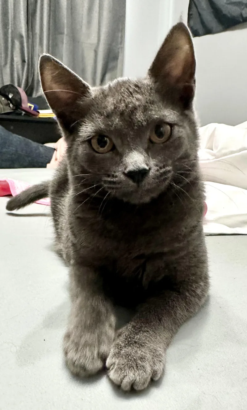 A young small-sized female Gray / Blue / Silver Domestic Short Hair cat named Molly for adoption in Ashland, VA