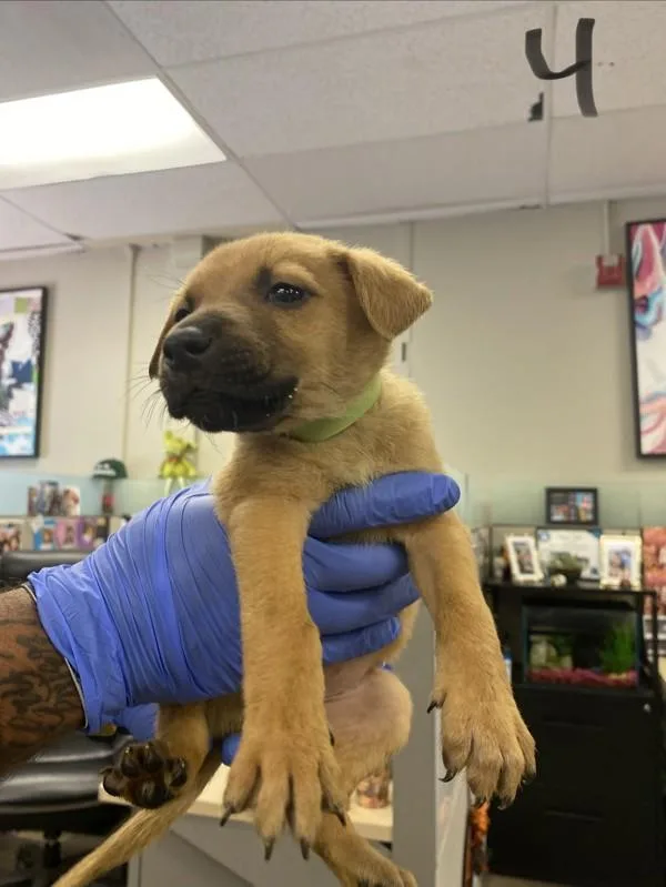 A baby medium-sized female Shepherd dog named Sakura for adoption in Victorville, CA