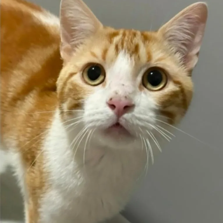 An adult medium-sized male Orange & White Domestic Short Hair cat named Dennis for adoption in Warr Acres, OK