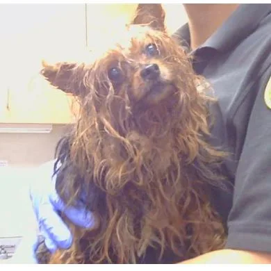 A senior small-sized male Brown / Chocolate Yorkshire Terrier dog named Van Helsing for adoption in Pacific Grove, CA