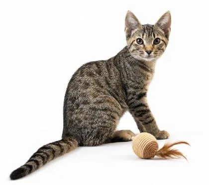 A baby small-sized male Domestic Short Hair cat named Dr. Pepper for adoption in Cumming, GA