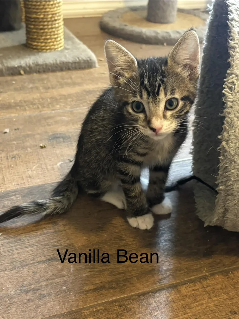 A baby small-sized female Domestic Short Hair cat named Vanilla Bean for adoption in queen creek, AZ