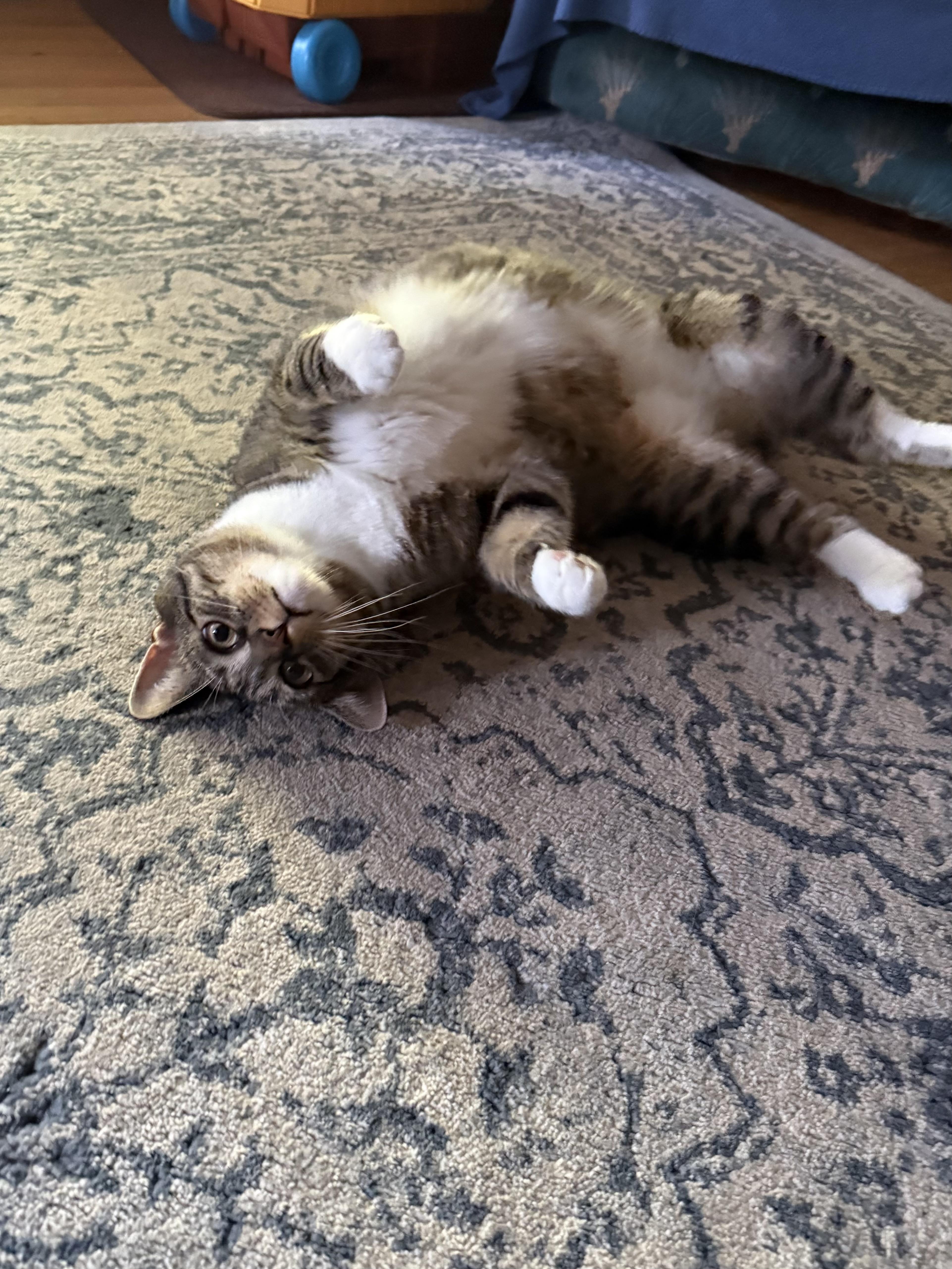 An adult medium-sized male Domestic Short Hair cat named Bobbi for adoption in Succasunna, NJ