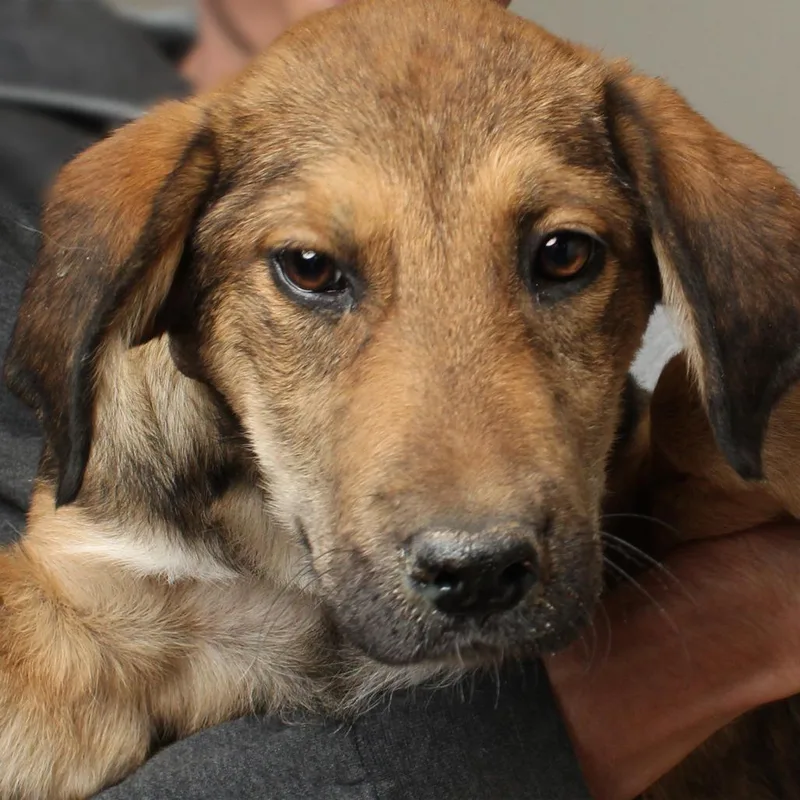 A baby small-sized female Brown / Chocolate Golden Retriever dog named Sheila D for adoption in Minnetonka, MN