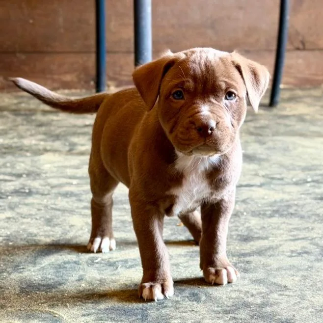 A baby small-sized male Brown / Chocolate Mixed Breed dog named Zamboni for adoption in Gainesville, FL