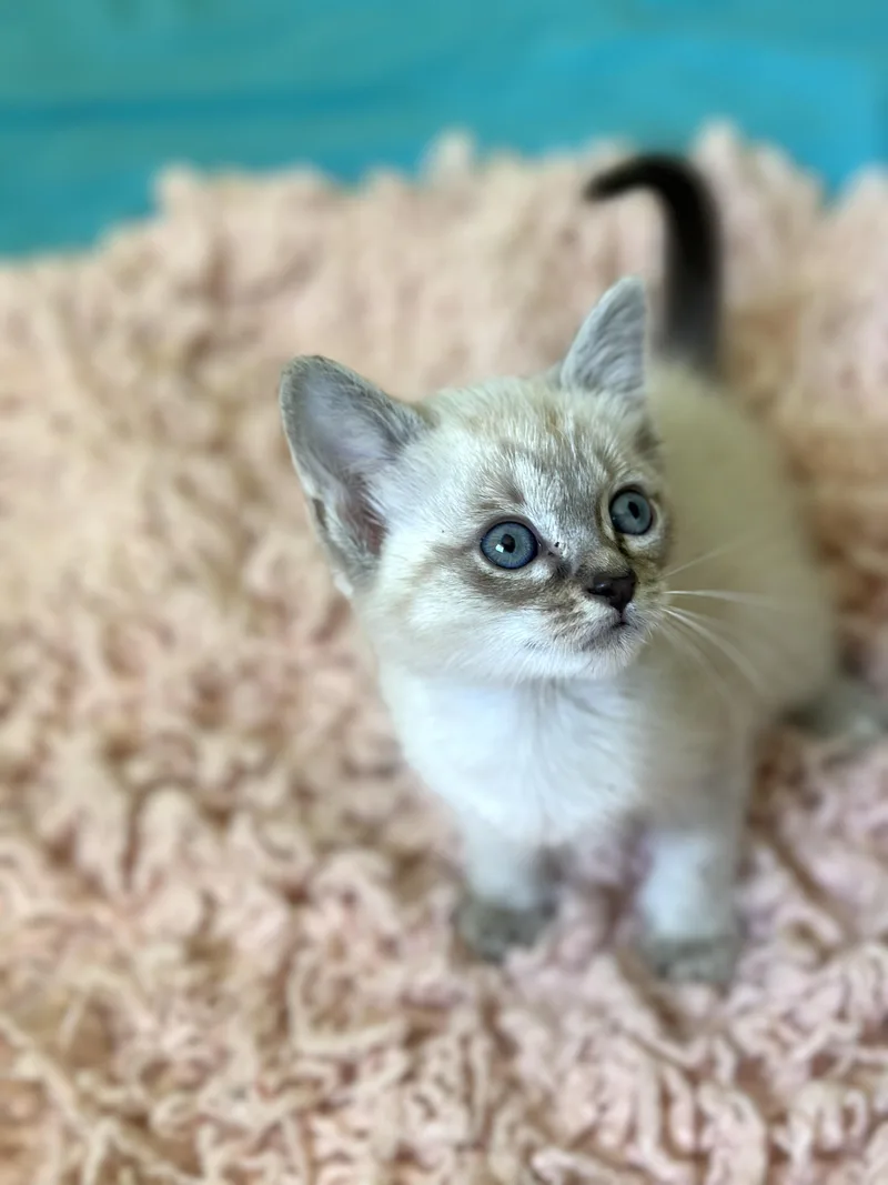A baby medium-sized female Cream / Ivory Siamese cat named Dune Bottlefed Weeks for adoption in Port Orange, FL
