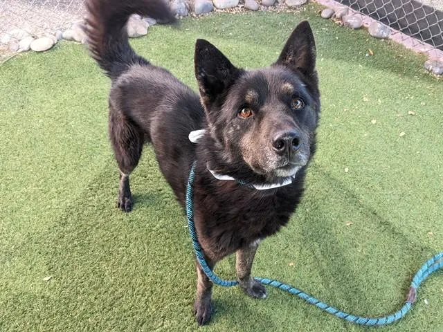 An adult large-sized male Sheep Dog dog named Kai for adoption in Phoenix, AZ