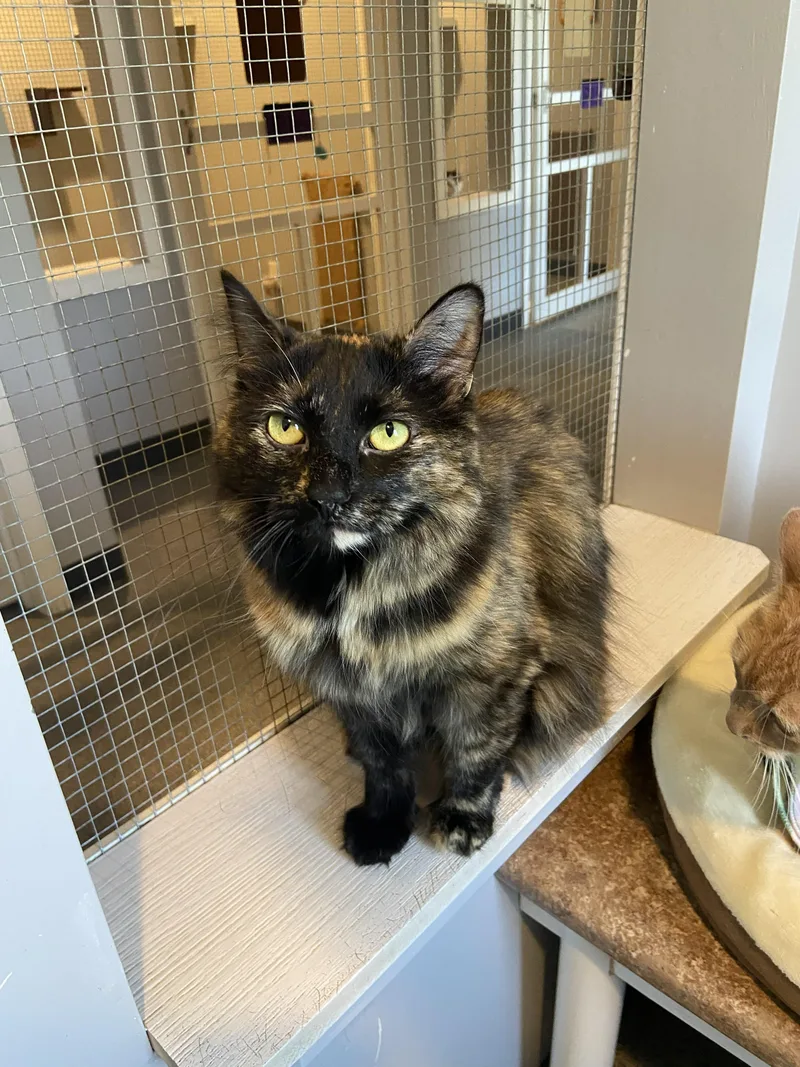A young medium-sized female Tortoiseshell Domestic Medium Hair cat named Madison Pitsch for adoption in Lincoln, NE