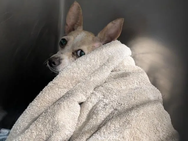 An adult small-sized female Yellow / Tan / Blond / Fawn Chihuahua dog named Maya for adoption in Thousand Oaks, CA