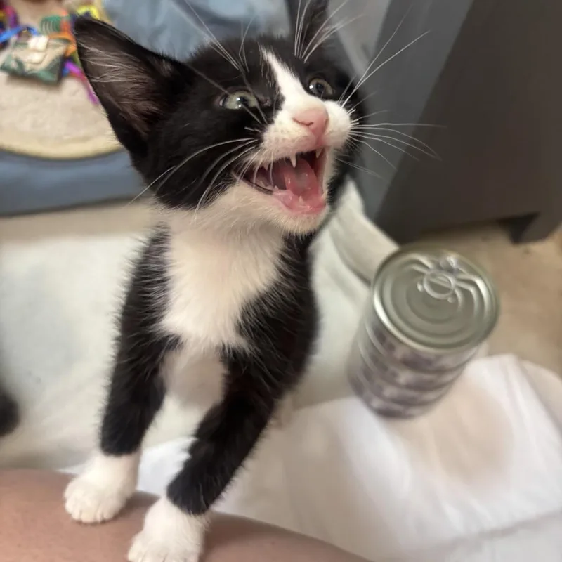 A baby small-sized male Black Domestic Medium Hair cat named Tuxie C for adoption in Princeton, MN