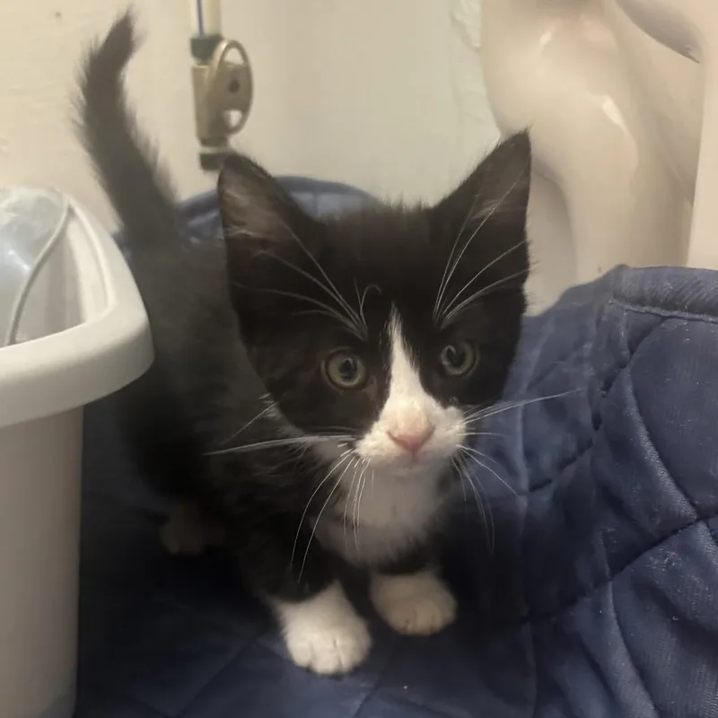 Tuxie C thumbnail 2