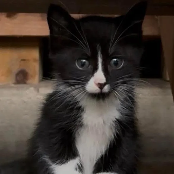 Tuxie C thumbnail 3