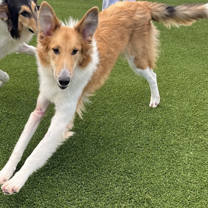 An adult medium-sized female Collie dog named Birdie for adoption in LOXAHATCHEE, FL