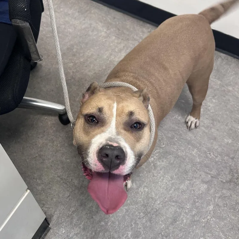 An adult medium-sized female Yellow / Tan / Blond / Fawn Mixed Breed dog named Churro for adoption in Philadelphia, PA