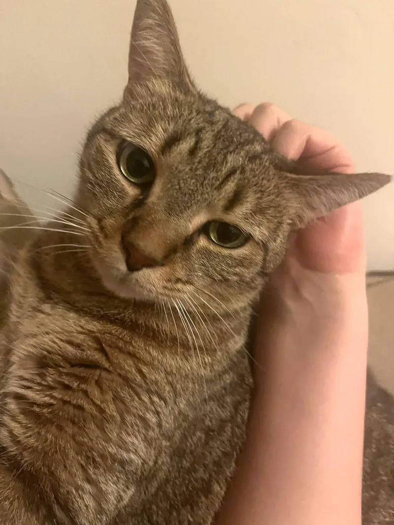 An adult large-sized male Tabby (Brown / Chocolate) Domestic Short Hair cat named Ozzy for adoption in New York, NY