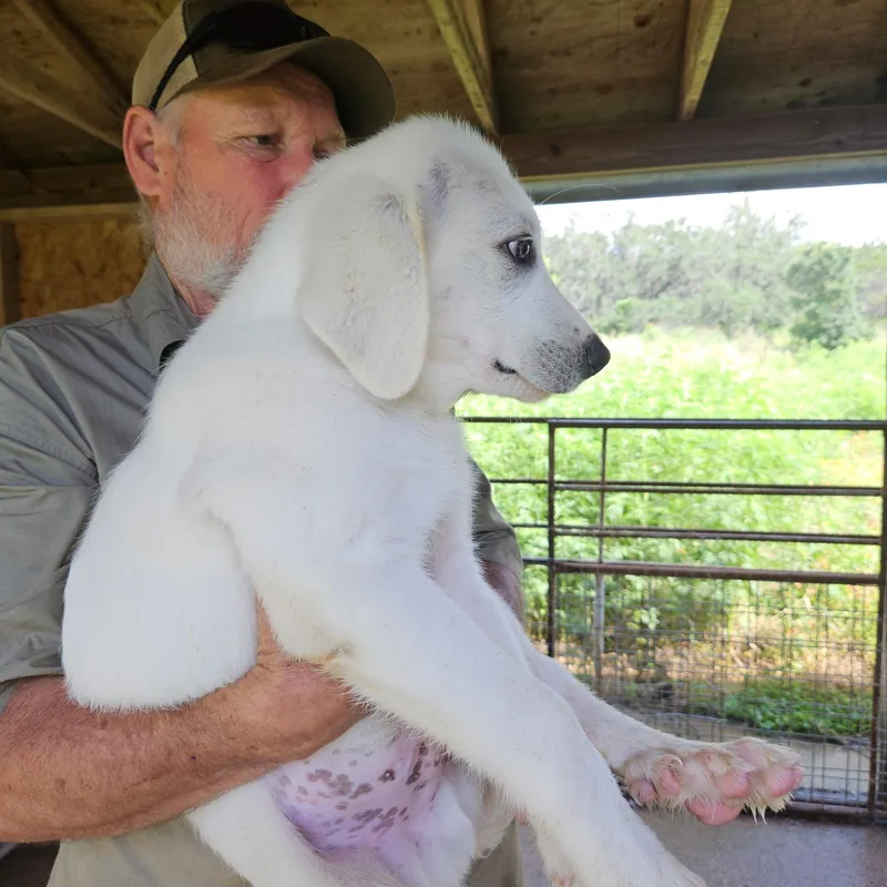 A baby large-sized male Akbash dog named Mitchell Atx for adoption in Quinlan, TX