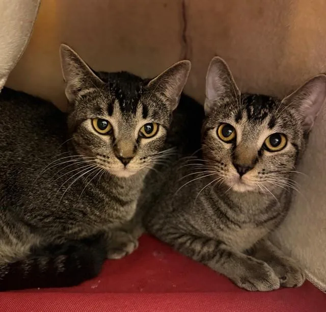 A young medium-sized female Domestic Short Hair cat named Bell for adoption in Brighton, CO