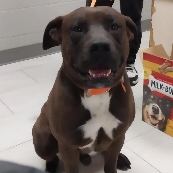 An adult large-sized male Brown / Chocolate English Bulldog dog named Ham Hock for adoption in Lufkin, TX