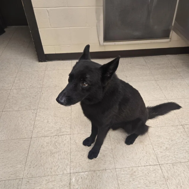 An adult medium-sized male Black German Shepherd Dog dog named Hershey for adoption in Xenia , OH