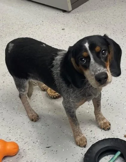 A baby medium-sized female Hound dog named Bluebell for adoption in Batavia, OH