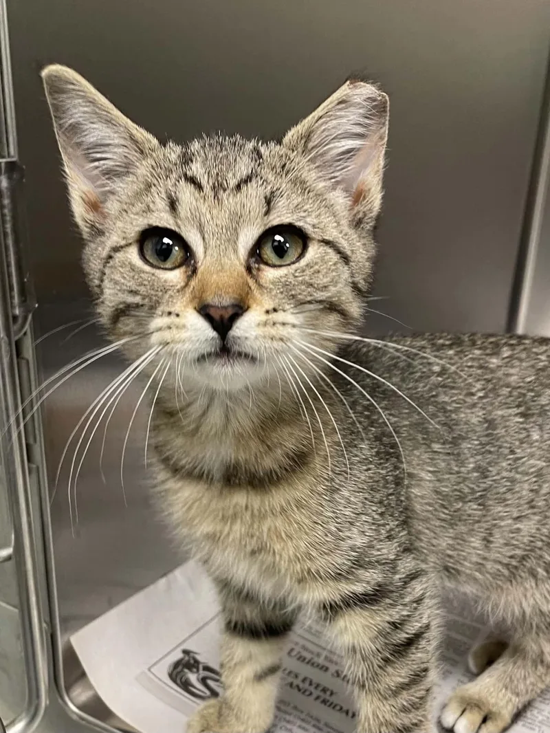 A young medium-sized female Domestic Short Hair cat named Sylvie for adoption in Covington, VA