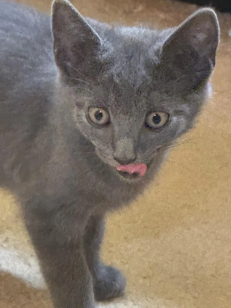 A baby small-sized male American Shorthair cat named Magnus for adoption in Hagaman, NY