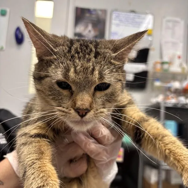 An adult small-sized female Domestic Short Hair cat named Lola for adoption in Des Moines, IA