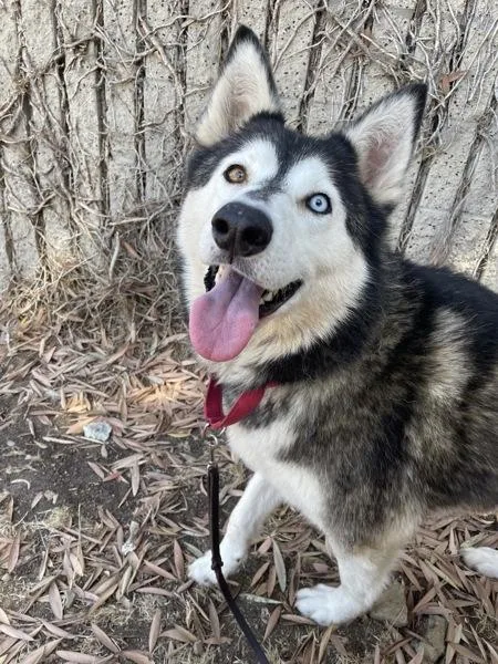 An adult large-sized female Siberian Husky dog named La Lune Belle for adoption in San Diego, CA