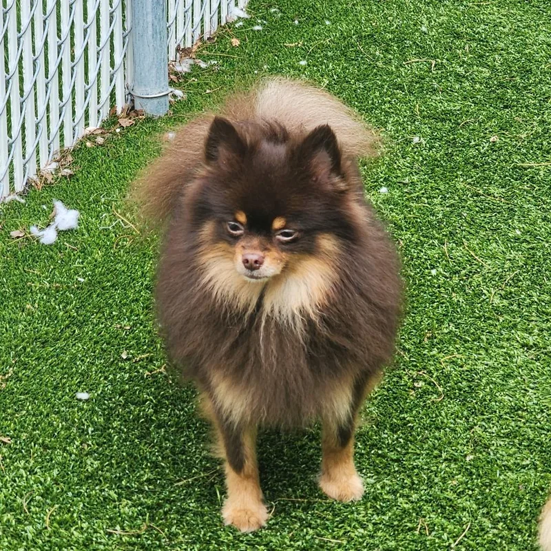 An adult small-sized male Brown / Chocolate Pomeranian dog named Shadow for adoption in Bedford, NH