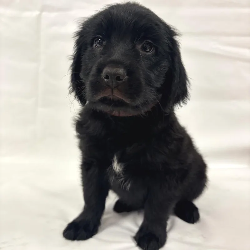 A baby small-sized female Goldendoodle dog named Star for adoption in Parker, CO
