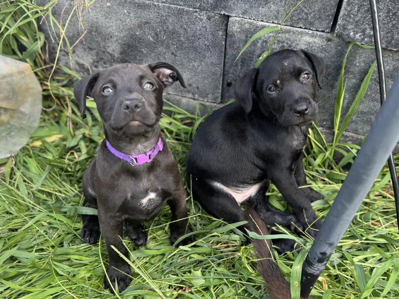 A baby medium-sized female Labrador Retriever dog named Paisley for adoption in Mount Juliet, TN