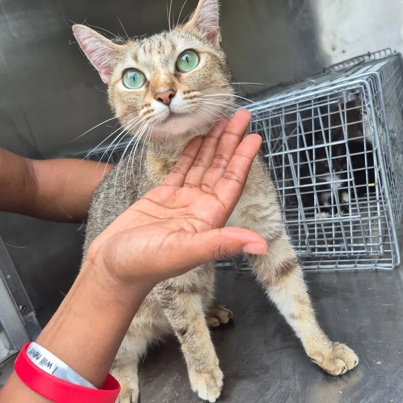 An adult medium-sized female White Domestic Short Hair cat named Angel for adoption in Columbus, GA