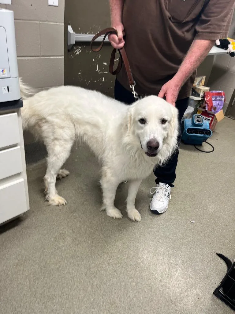 A young extra large-sized male Great Pyrenees dog named Maxmilliam for adoption in Hopkinsville, KY