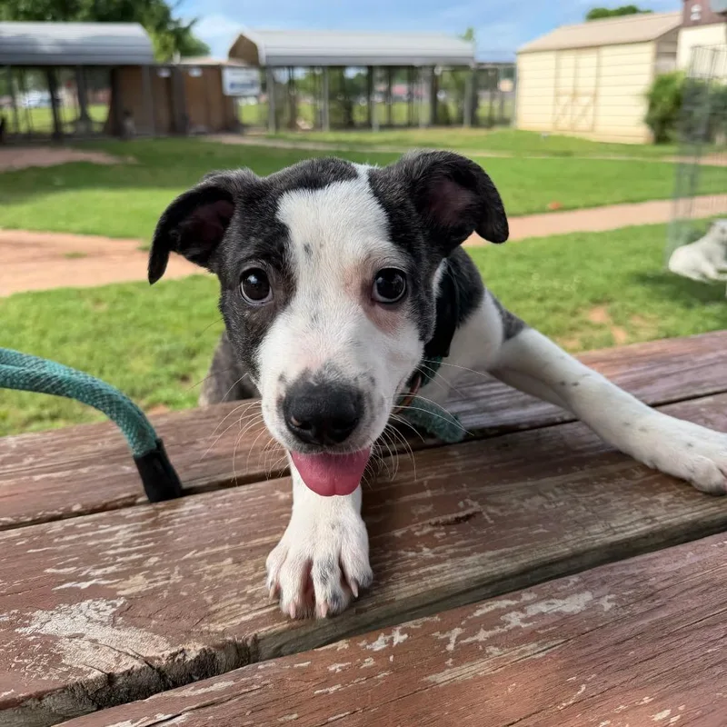 A baby small-sized male Gray / Blue / Silver Shepherd dog named Shaggy for adoption in Stillwater, OK