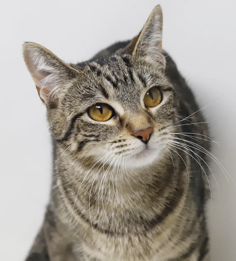 Mimi Is A Gentle thumbnail 3