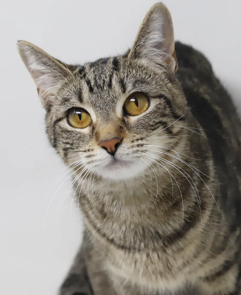 Mimi Is A Gentle thumbnail 4