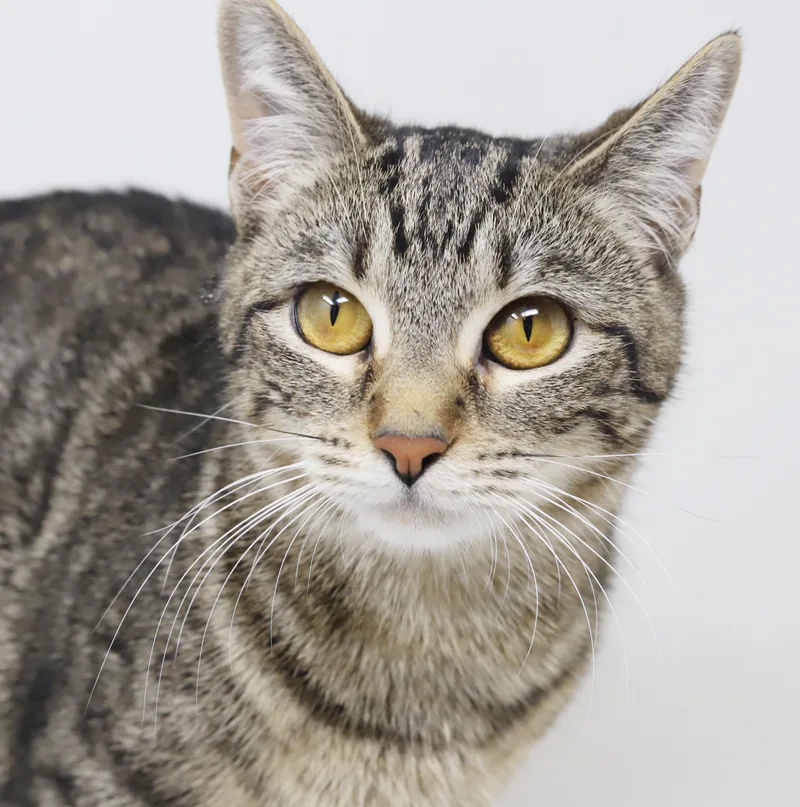 Mimi Is A Gentle thumbnail 6